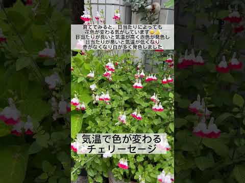 園芸 セージ by グラハム・ホット・リップス