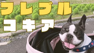 【フレブルVlog】久しぶりのお出かけ！ひたち海浜公園へ！🐶🐾SA〜公園〜帰宅編🐾