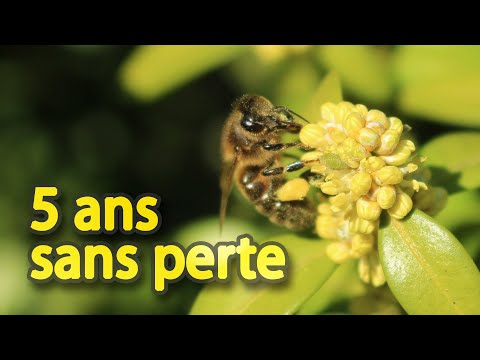 Our keys to healthy honey bee colonies and reducing mortality