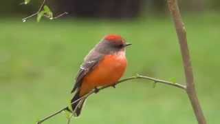 preview picture of video 'Vermilion flycatcher San Benito Texas 2014-11-07'