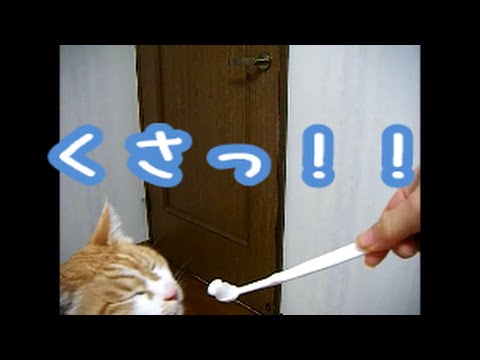 猫が嫌いなもの13個
