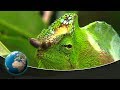 Bizarre animal appearances Bizarre animal appearances