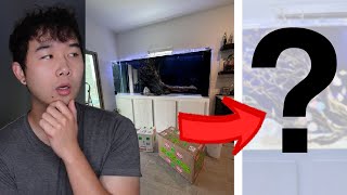 this fish tank glow up will SHOCK YOU | Fish Tank Review 249