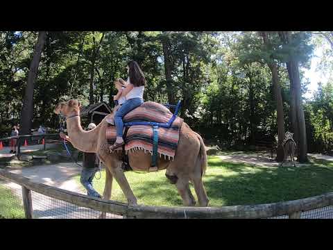 Stonewick Zoo trip 9/5/20 - Camel Ride