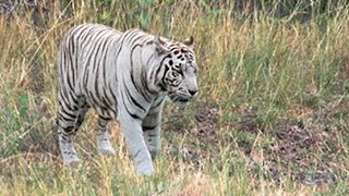 WHITE TIGERS IN THE WILD?