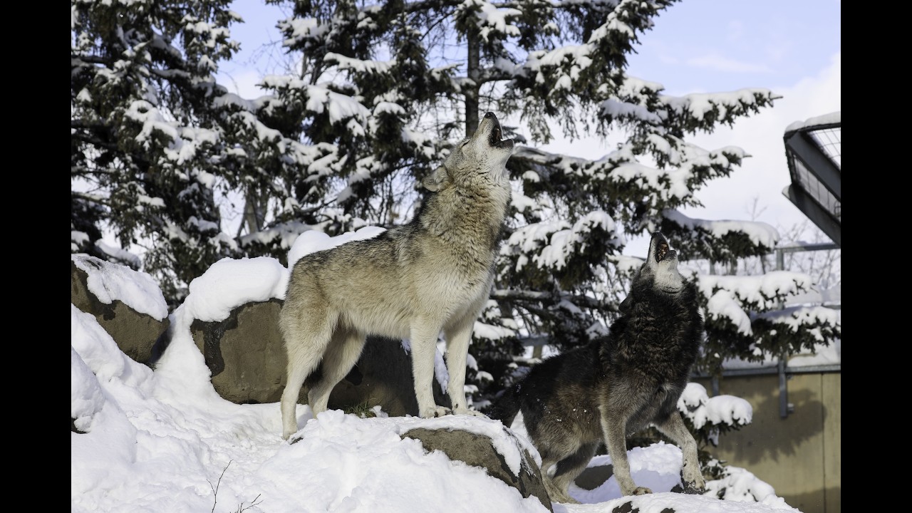 【見逃し配信：2026/4/5 6:00～18:00 】オオカミ