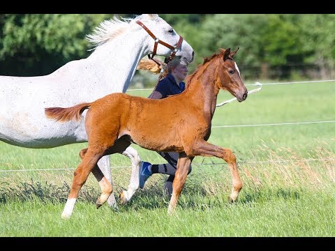 Stutfohlen von Livaldon