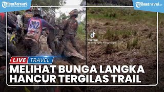 Penampakan Bunga Langka nan Cantik di Ranca Upas yang Hancur Tergilas Motor Trail