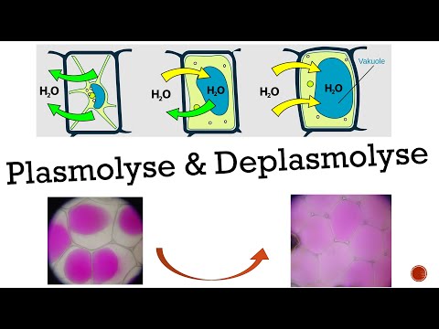 Plasmolysis & Deplasmolysis [Biology, Advanced Level]
