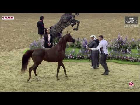 N 132 MZOON AL DIRIYAH   12th Qatar National AHS for Individual Owners 2024   Fillies 3 Years Old