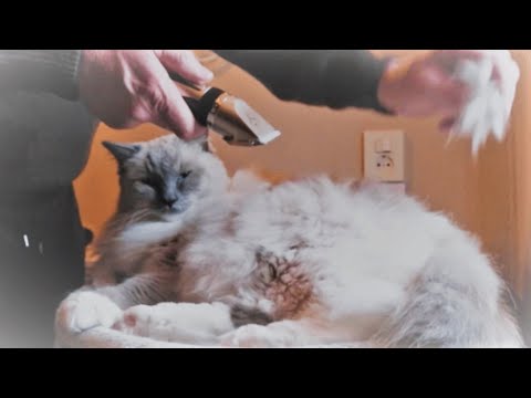 Grooming my Ragdoll Cat | Shaving Knots with a Pet Hair Clipper