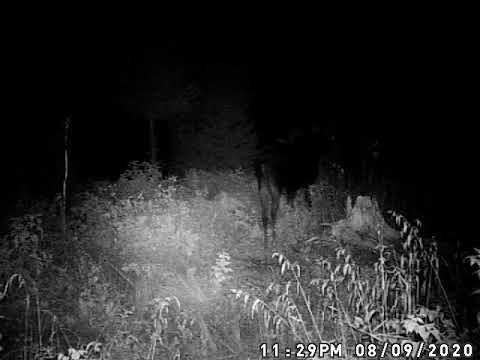 New Brunswick Moose Cow August 9th 2020 1129 PM