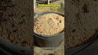 Download lagu Memilih Jenis Pakan Ayam Petelur Yang Baik Untuk Peternak Pemula #ayam #bisnis #peternakan #usaha mp3