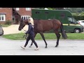 Goffs London Sale Walking Video LUCHADOR