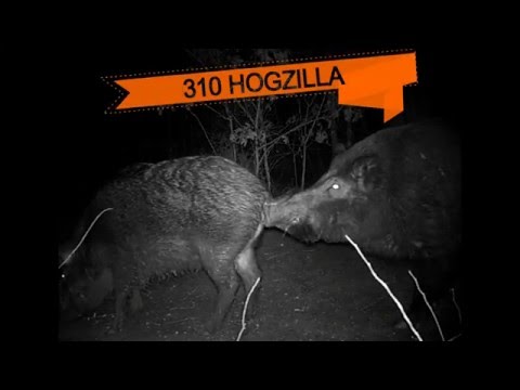 HOGZILLA - Big hog highlights