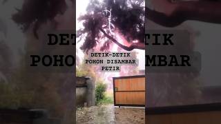 Download lagu DETIK-DETIK POHON TERSAMBAR PETIR. mp3 Download lagu DETIK-DETIK POHON TERSAMBAR PETIR. mp3