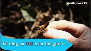 preview picture of video 'Bắt tổ ong có 102 trên trái đất'