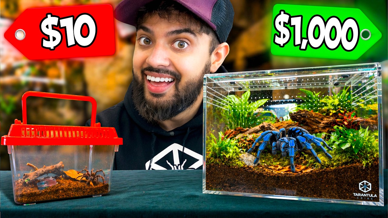 My Cheapest Spider To My Most Expensive Spider!