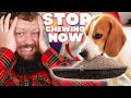 How To Stop Your Dog Biting And Chewing Everything