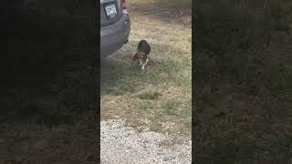 Video preview image #1 Beagle Puppy For Sale in Arlington, VA, USA