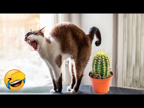 Very Funny And Cute Animal || Funny cats compilation and dog 😹🐶 Very Cute Animals 😻