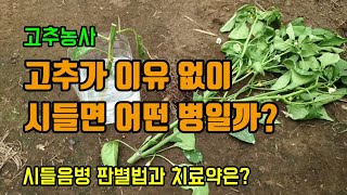 고추농사 고추가 이유 없이 시들면 무슨병일까요? 고추병증상인 청고병과 곰팡이병인 흰비단병 확인방법 및 예방법