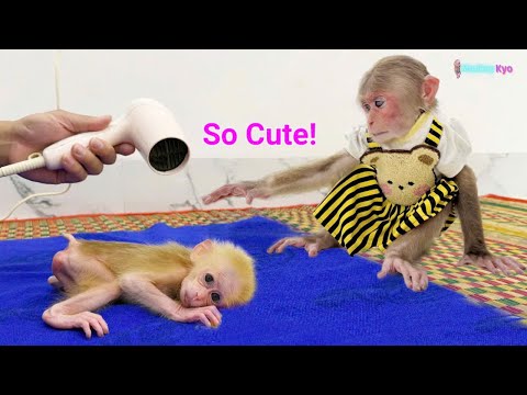 Monkey Kyo reacts unexpectedly when she sees baby monkey BuNa in trouble!