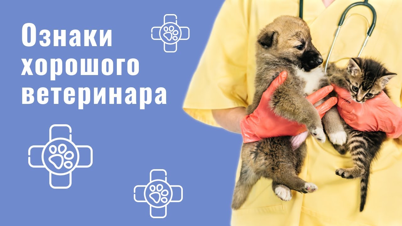 YouTube video preview