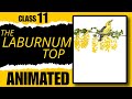 The Labarnum Top class 11 - ANIMATION - explanation In hindi- LINE BY LINE padhle🔥