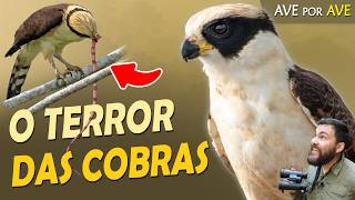Miniatura do vídeo