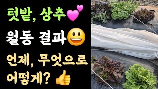 텃밭, 상추???? 월동 결과???? 언제, 무엇으로, 어떻게? ???? 