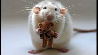 "A Cowboy's Lullaby" (with cute animals pictures)