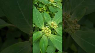 Download lagu KATE MAS PLANT ‼️ PATIK MAS SUDUK MENTUL | Euphorbia heterophylla #katemas #patikmas mp3 Download lagu KATE MAS PLANT ‼️ PATIK MAS SUDUK MENTUL | Euphorbia heterophylla #katemas #patikmas mp3