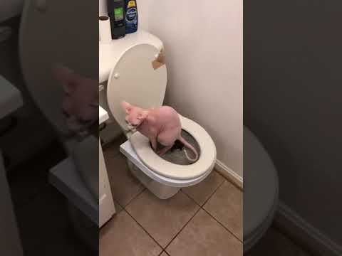 Train my hairless Sphynx cat to use the toilet
