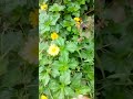 சின்னஞ்சிறு பூவே ️உன்னை தொடும் போதே