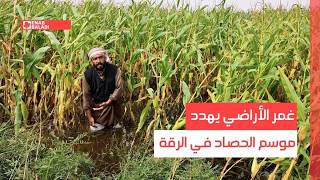 غمر الأراضي يهدد موسم الحصاد في الرقة