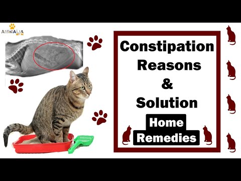 Constipation in cats || Treatment at home || Vet Furqan Younas