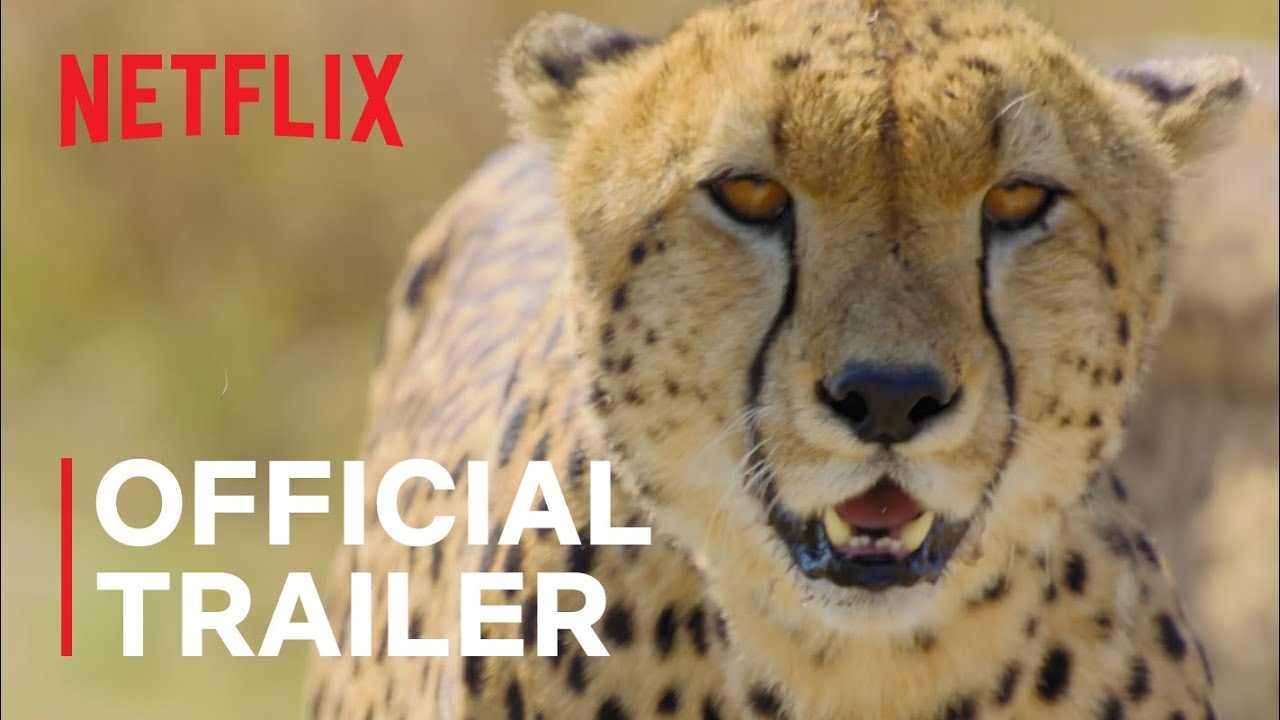 Animal | Official Trailer | Netflix - YouTube