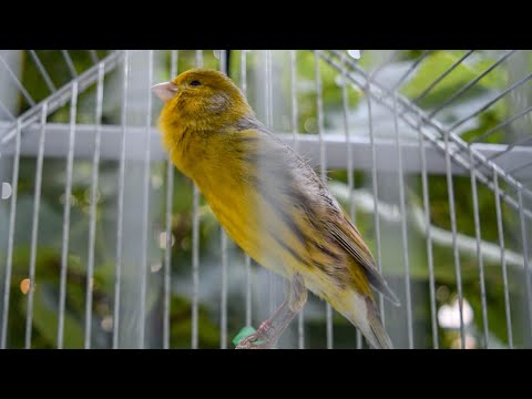 Canary Owners: Do This And Your Canaries Will Never Stop Singing!