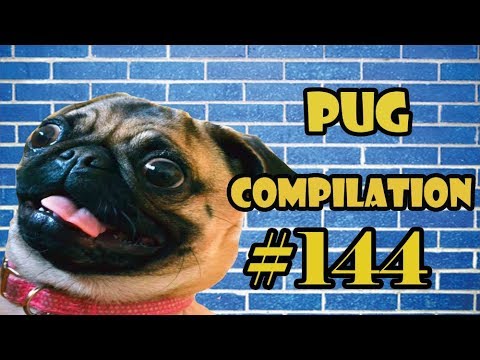 Pug Compilation 144 - Funny Dogs but only Pug Videos | Instapug
