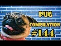 Pug Compilation 144 Funny Dogs But Only Pug Videos Instapug