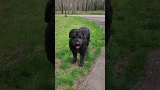 Video preview image #2 Bouvier Des Flandres Puppy For Sale in BERWICK, ME, USA