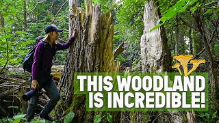 Magical Woodland Photography | Fungi, Fairies and Ancient Trees