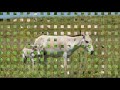 Interesting Facts About Onager By Weird Square