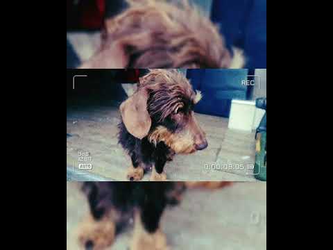 Vanlife Mercedes 510 T2  Das Projekt kann Starten.