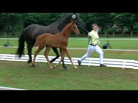 Michel, Vitalis-Fuerstenball-Londonderry