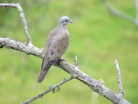 PALOMA TORCAZA - DUO AYACUCHO