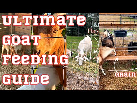 Essential Tips for Healthy Goat Herds and Happy Homesteading 🐐🌿| Goat Nutrition 101
