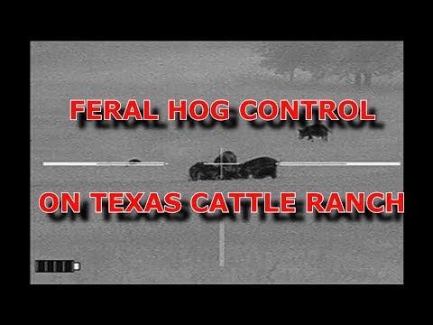 Feral Hog control on Texas Cattle ranch.
