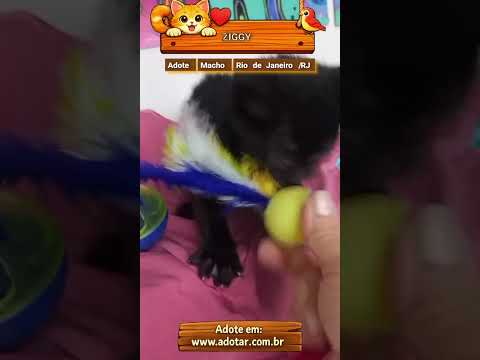 Vídeo de ZIGGY